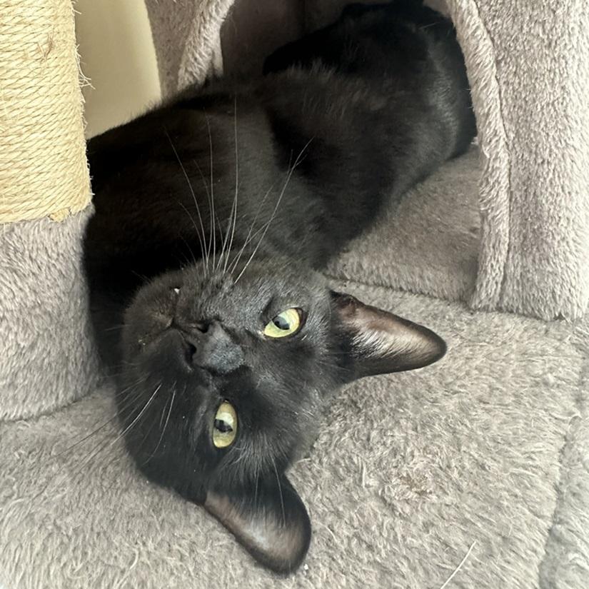 West, a ADOPTABLE American Shorthair in North Hollywood, CA image 1/6