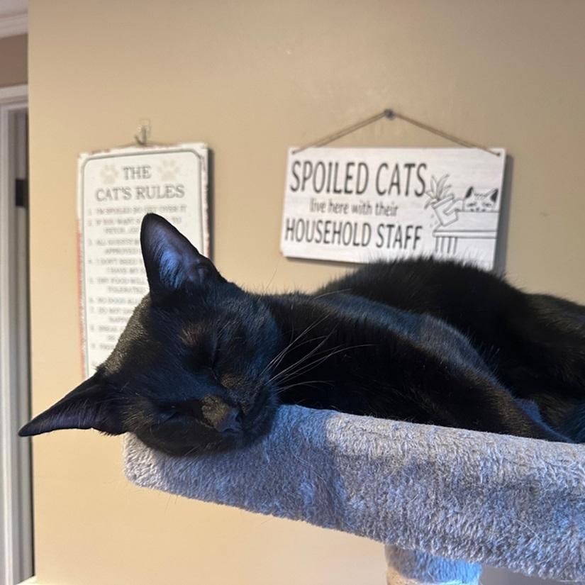 Enlarge West, a ADOPTABLE American Shorthair in North Hollywood, CA image 2/5