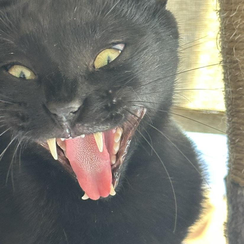 West, a ADOPTABLE American Shorthair in North Hollywood, CA image 5/6
