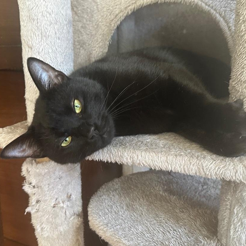 West, ADOPTABLE, Young Male American Shorthair.