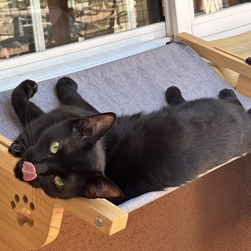 West, a ADOPTABLE American Shorthair in North Hollywood, CA image 6/6