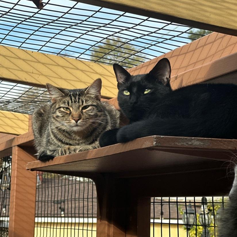Enlarge West, a ADOPTABLE American Shorthair in North Hollywood, CA image 4/5
