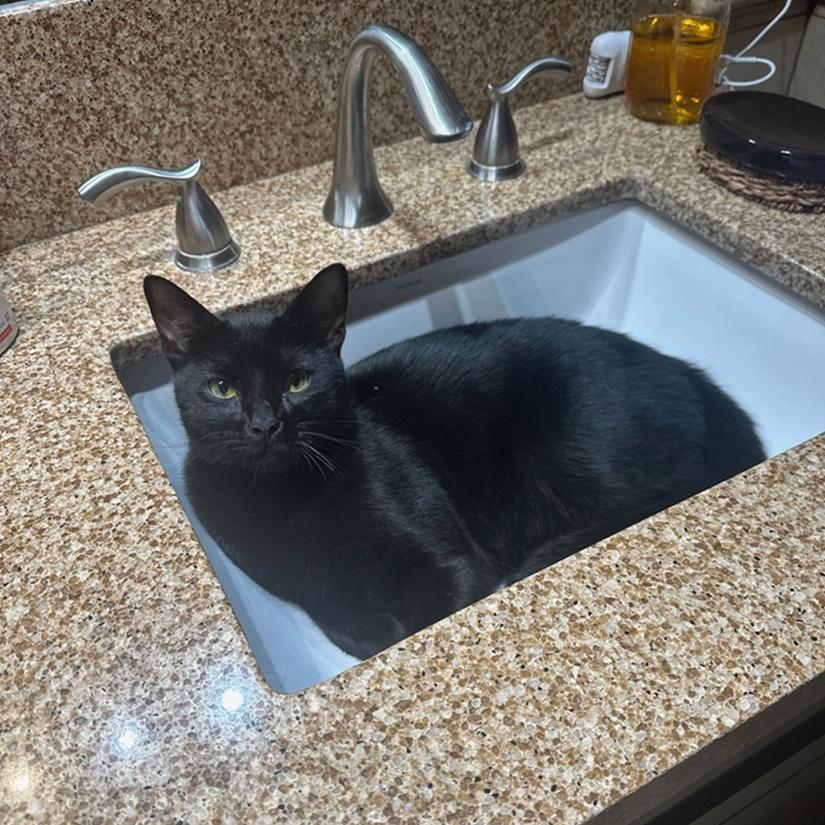 Enlarge West, a ADOPTABLE American Shorthair in North Hollywood, CA image 5/5