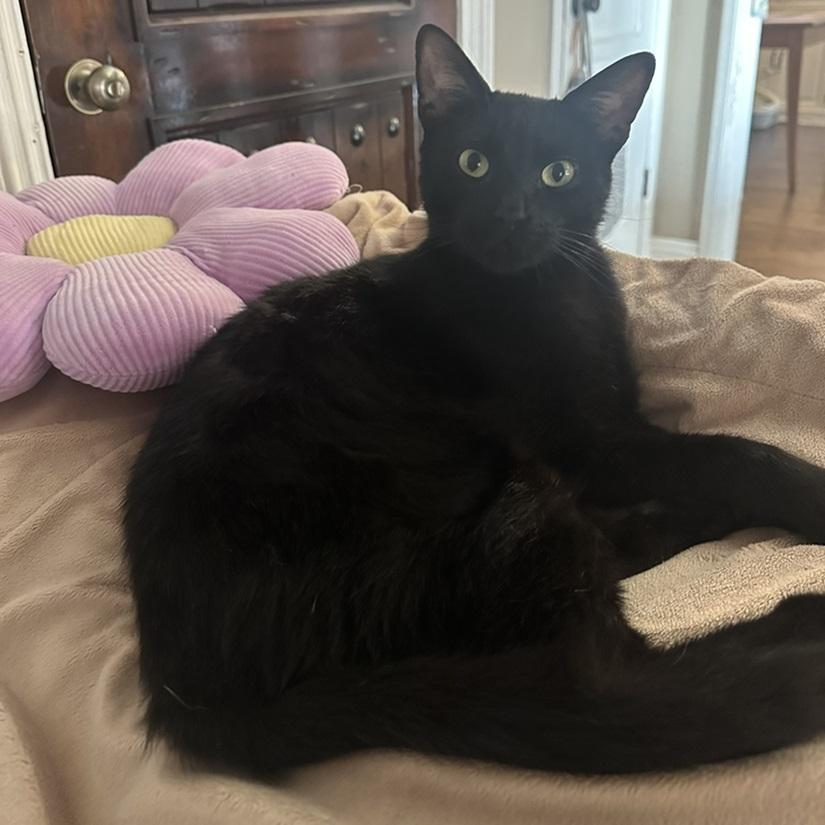 West, a ADOPTABLE American Shorthair in North Hollywood, CA image 3/6