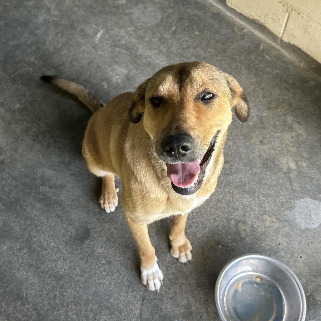 Josie, Adoptable, Adult Female Black Mouth Cur & German Shepherd Dog.