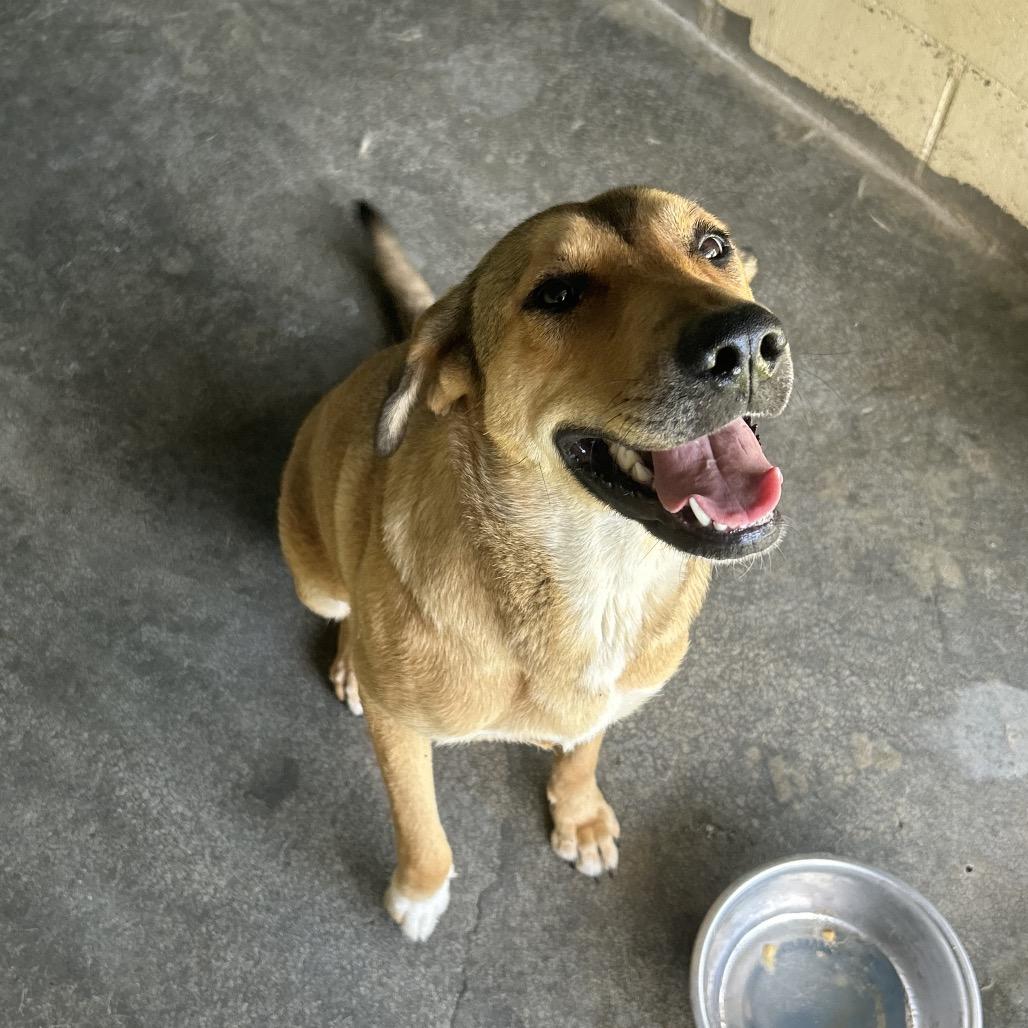 Enlarge Josie, a Adoptable mixed breed in Lyons, GA image 2/3