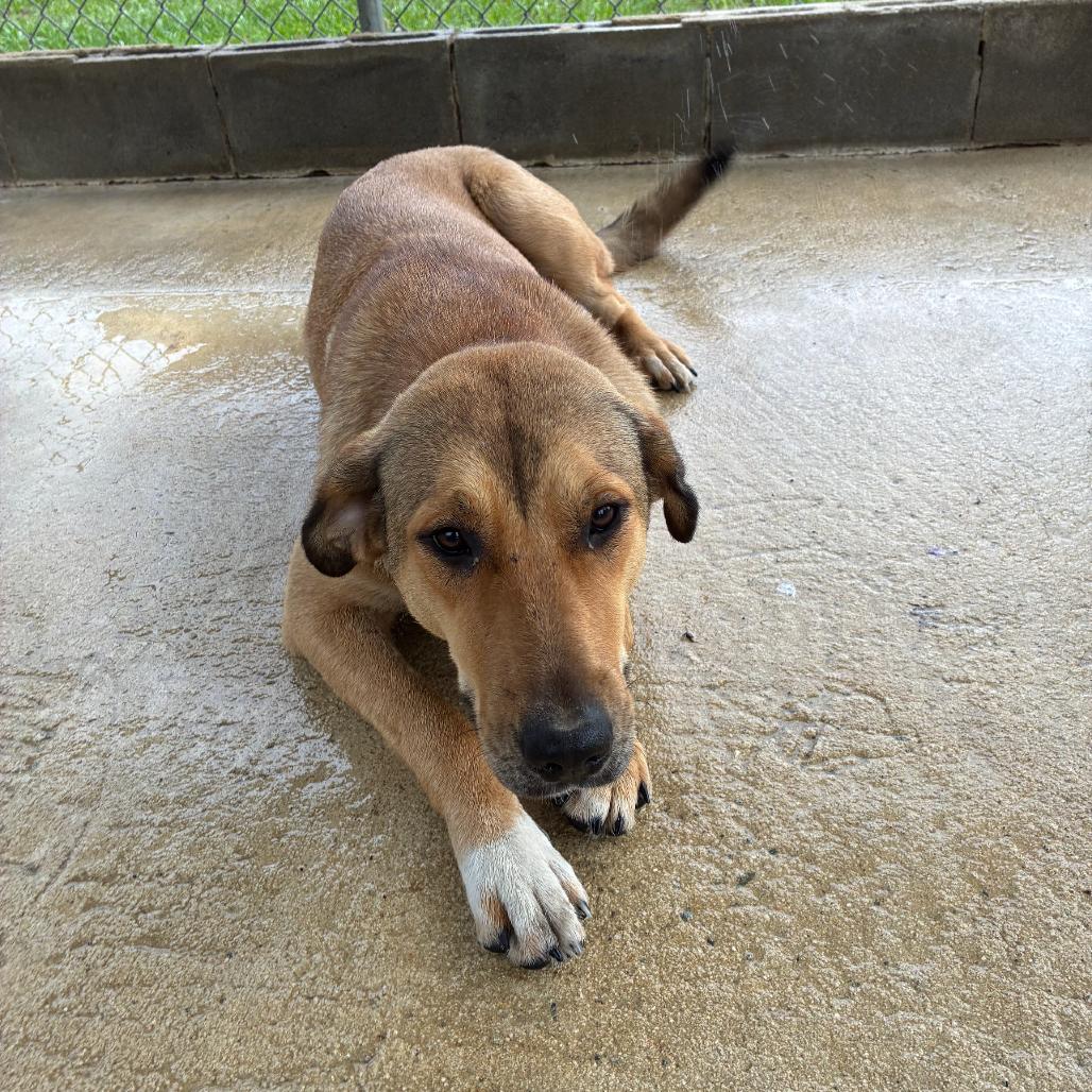 Enlarge Josie, a Adoptable mixed breed in Lyons, GA image 3/3