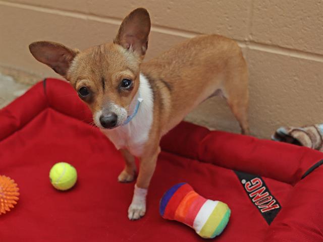 PICKLES, Adoptable, Young Female Chihuahua.