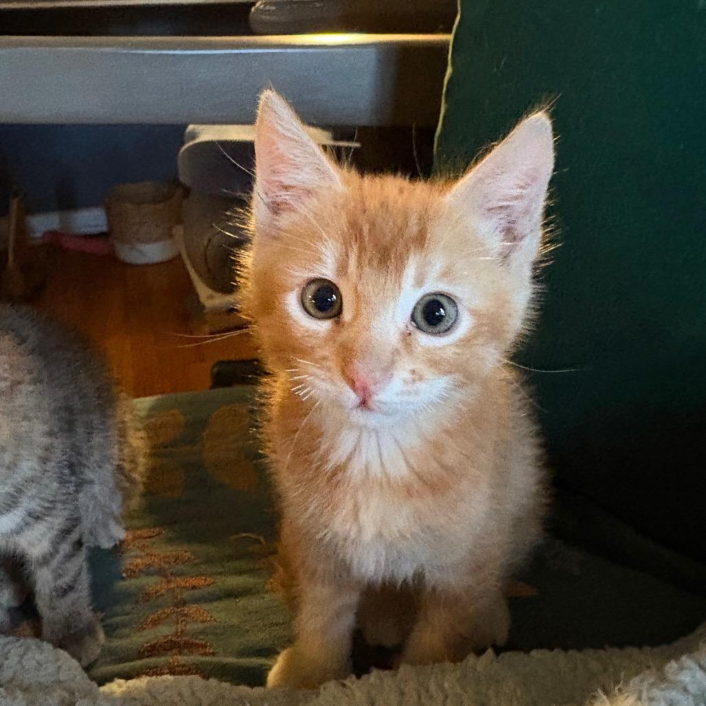 Turbo, Adoptable, Kitten Male Domestic Short Hair.