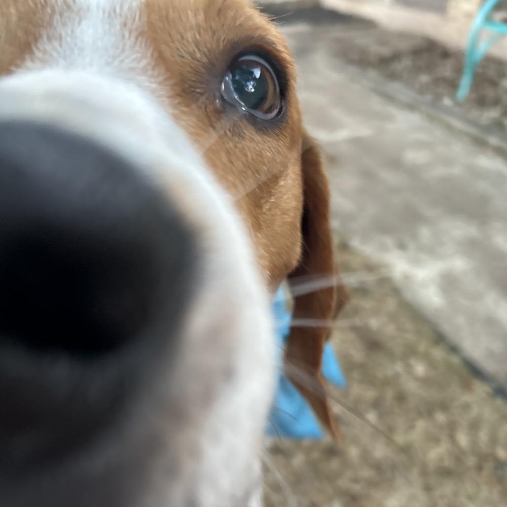Enlarge Thomas, a Adoptable Treeing Walker Coonhound in Austin, TX image 1/6