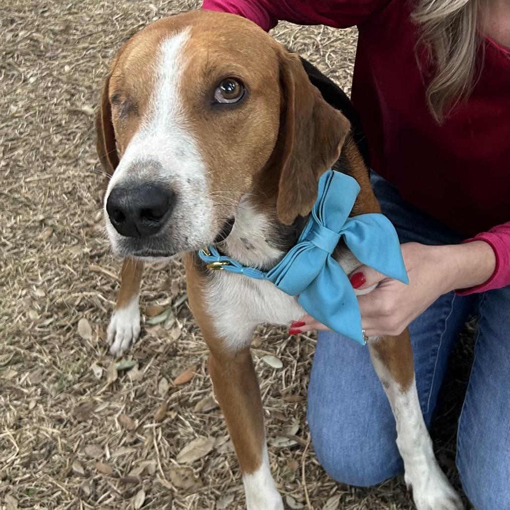 Enlarge Thomas, a Adoptable Treeing Walker Coonhound in Austin, TX image 2/6