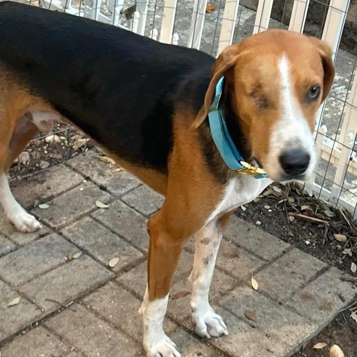 Enlarge Thomas, a Adoptable Treeing Walker Coonhound in Austin, TX image 3/6