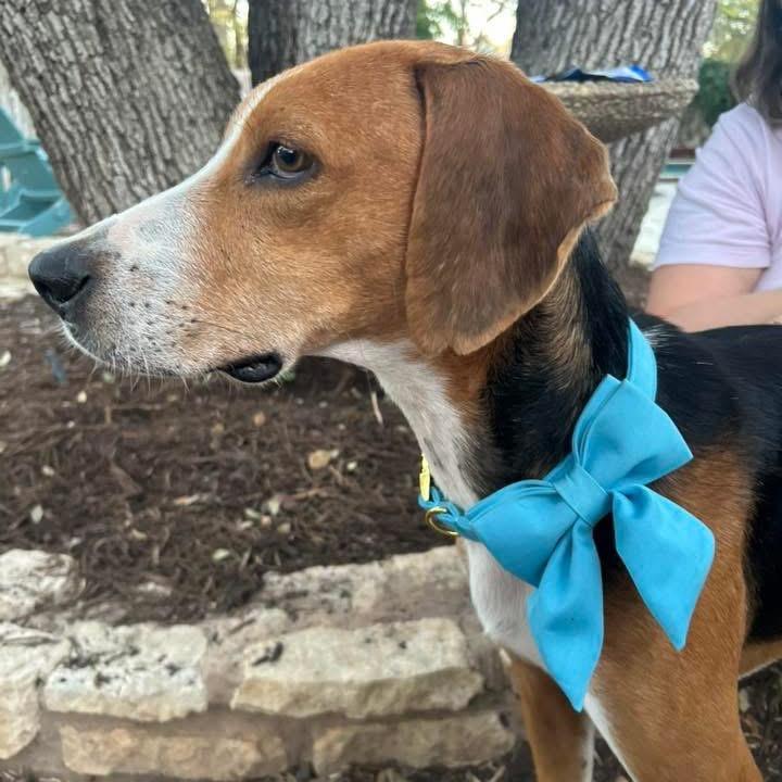 Enlarge Thomas, a Adoptable Treeing Walker Coonhound in Austin, TX image 4/6