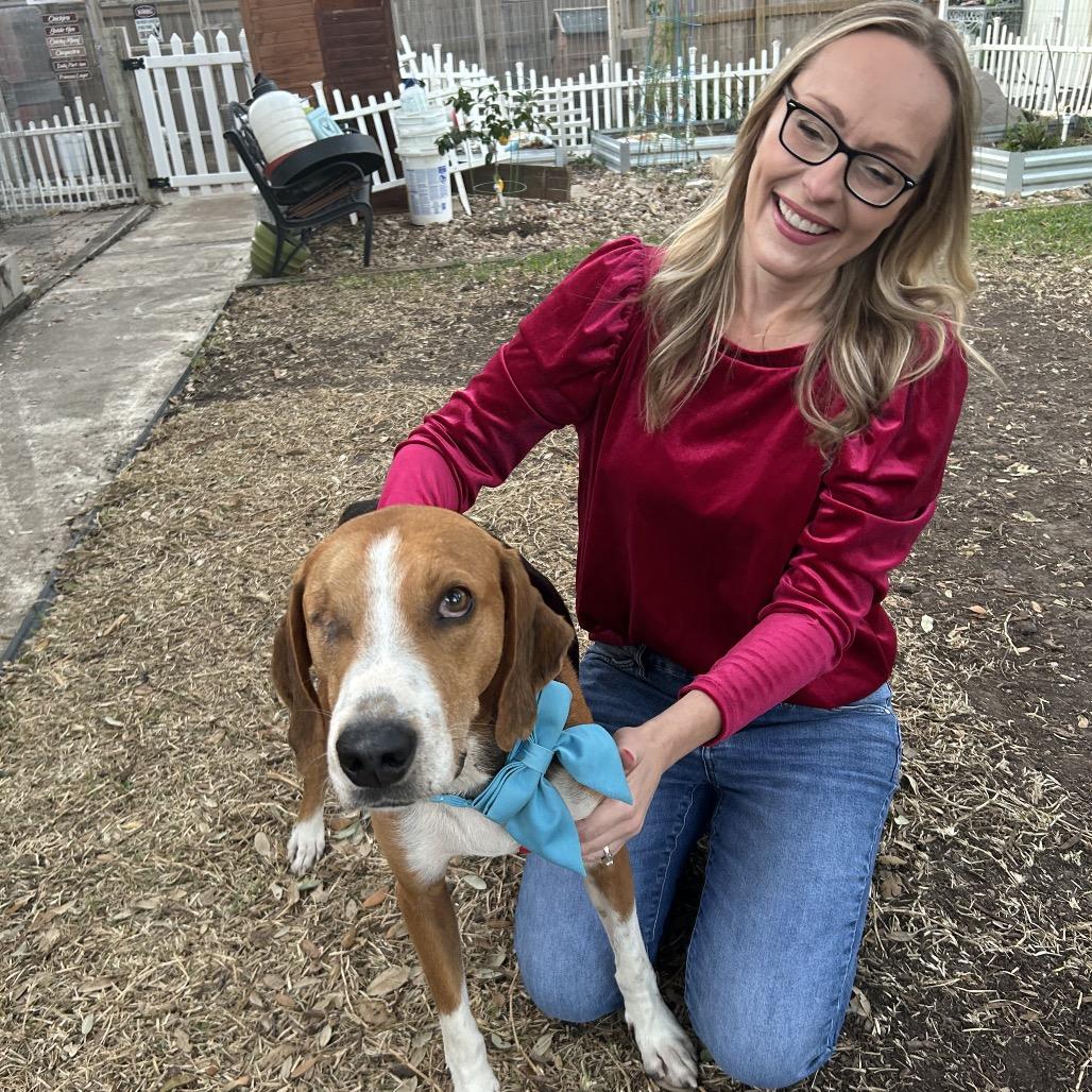 Enlarge Thomas, a Adoptable Treeing Walker Coonhound in Austin, TX image 5/6