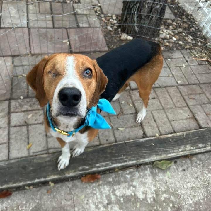 Enlarge Thomas, a Adoptable Treeing Walker Coonhound in Austin, TX image 6/6