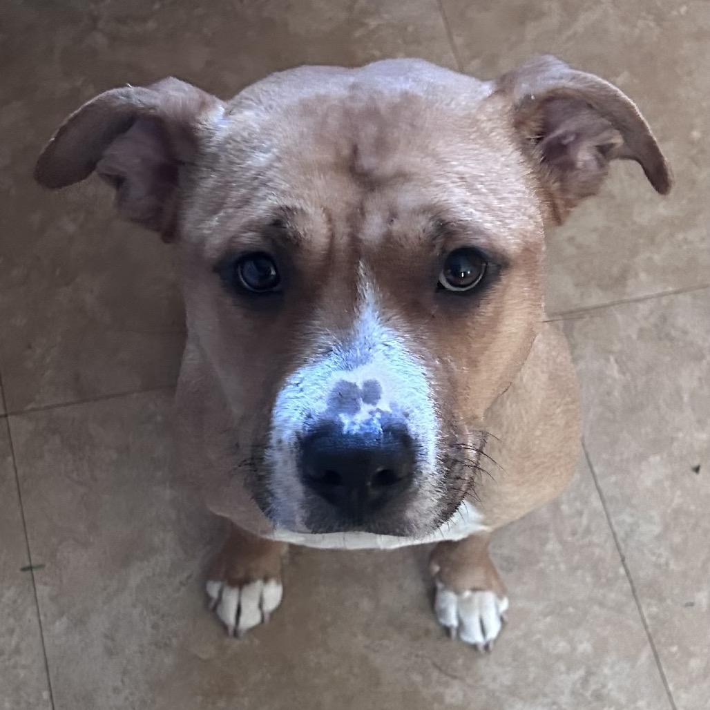 Grace O'Malley, a Adoptable mixed breed in Monroe, MI image 1/6