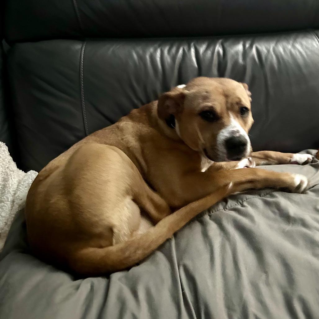 Grace O'Malley, a Adoptable mixed breed in Monroe, MI image 2/6