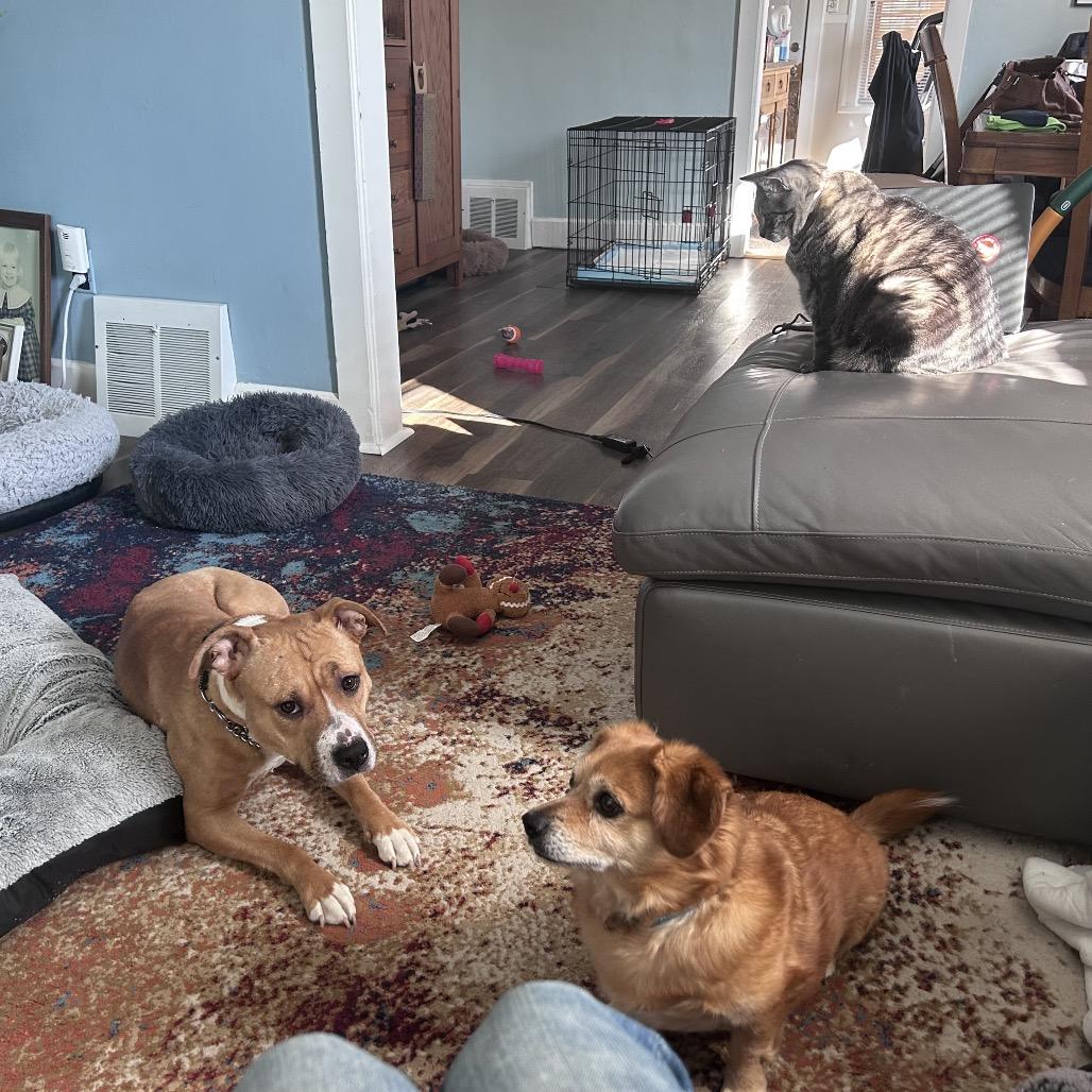 Grace O'Malley, a Adoptable mixed breed in Monroe, MI image 3/6