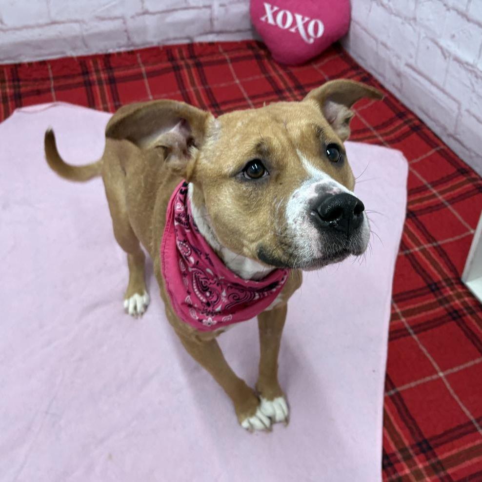 Grace O'Malley, Adoptable, Adult Female Pit Bull Terrier & Mixed Breed.