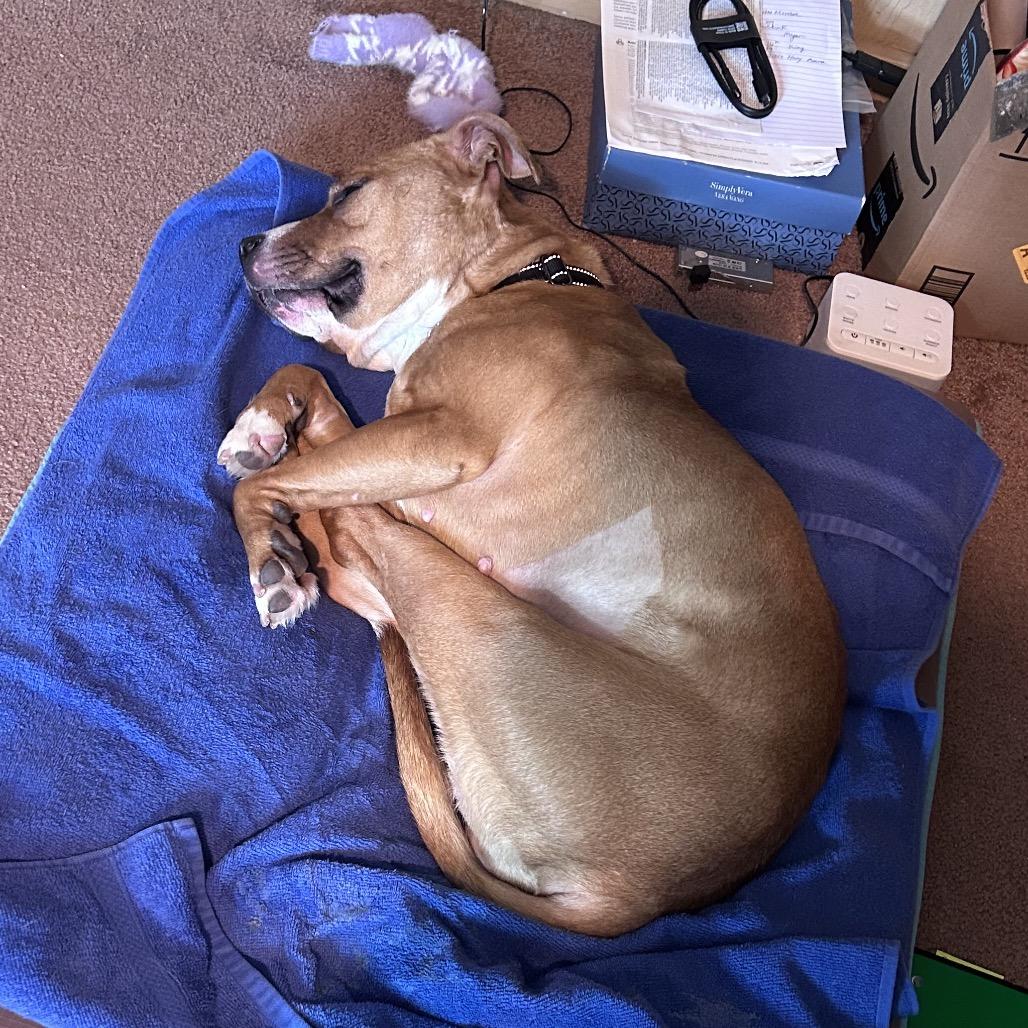 Grace O'Malley, a Adoptable mixed breed in Monroe, MI image 5/6