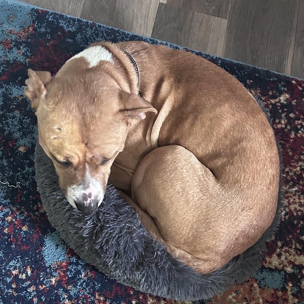 Grace O'Malley, a Adoptable mixed breed in Monroe, MI image 6/6