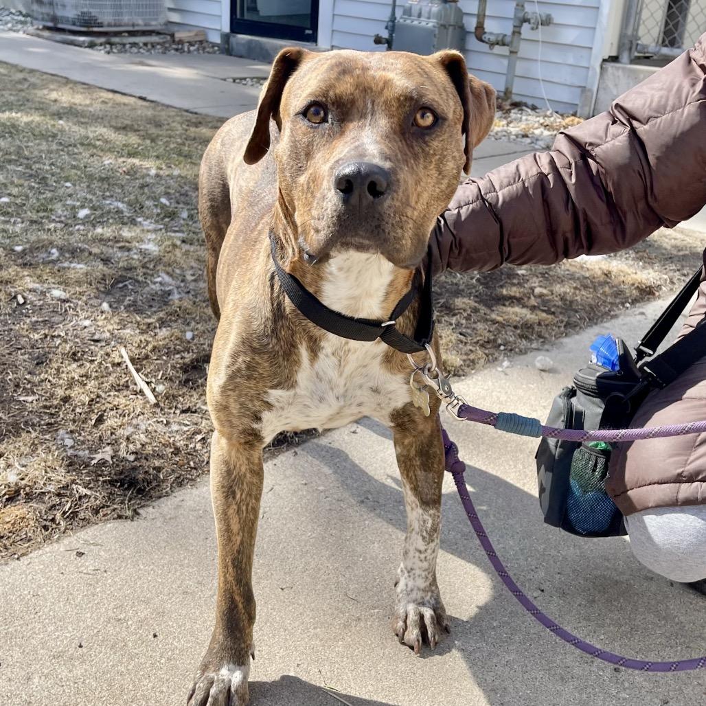 Cookie, Adoptable, Adult Female Mixed Breed.