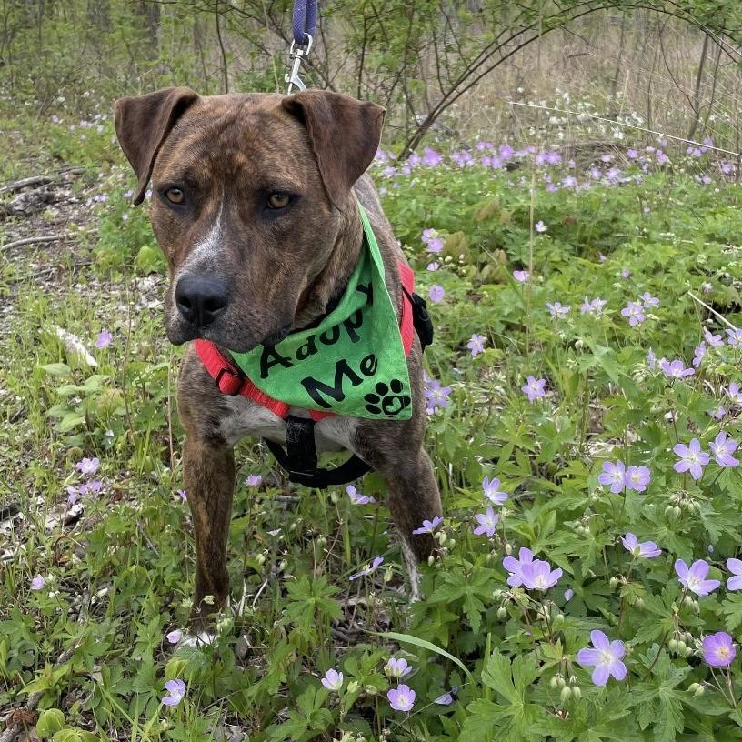 Enlarge Cookie, a Adoptable Mixed Breed in Deerfield, IL image 2/5