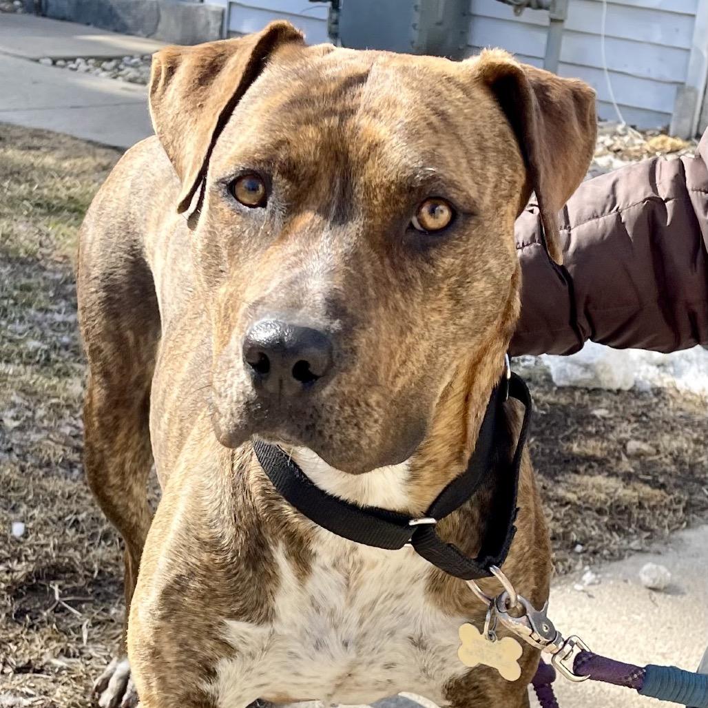 Enlarge Cookie, a Adoptable Mixed Breed in Deerfield, IL image 3/5