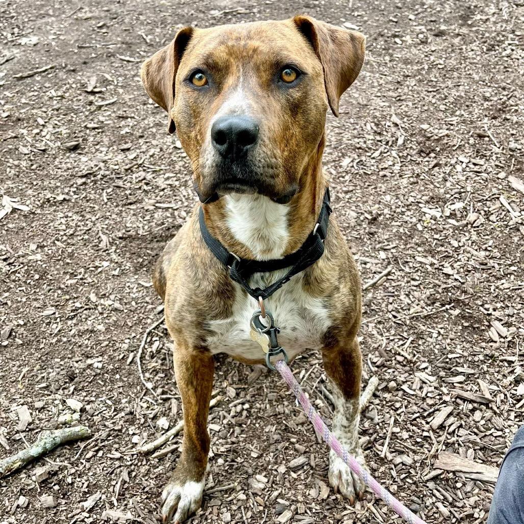 Enlarge Cookie, a Adoptable Mixed Breed in Deerfield, IL image 4/5