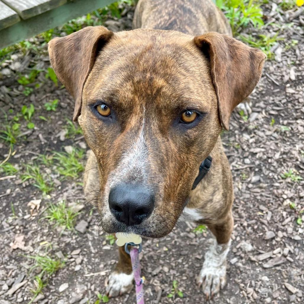 Enlarge Cookie, a Adoptable Mixed Breed in Deerfield, IL image 5/5