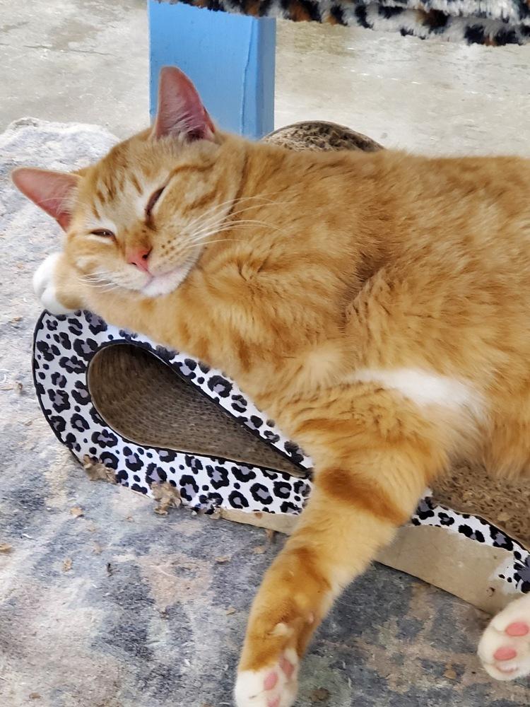 Enlarge Asiago, a Adoptable mixed breed in Bartlesville, OK image 2/3