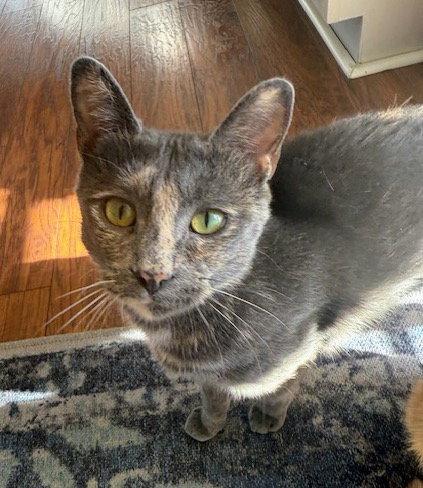 Enlarge Tilly, a Adoptable Dilute Tortoiseshell in Reston, VA image 2/3