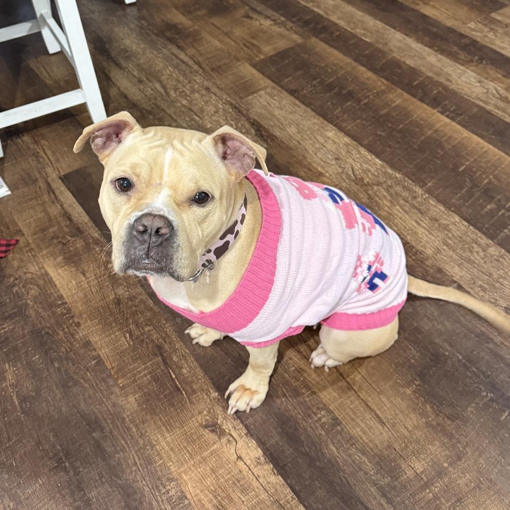 Snuggles R, Adoptable, Young Female Pit Bull Terrier.