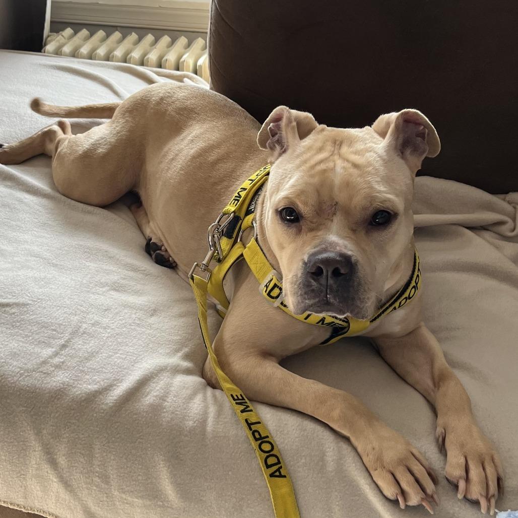 Enlarge Snuggles R, a Adoptable Pit Bull Terrier in Philadelphia, PA image 2/6