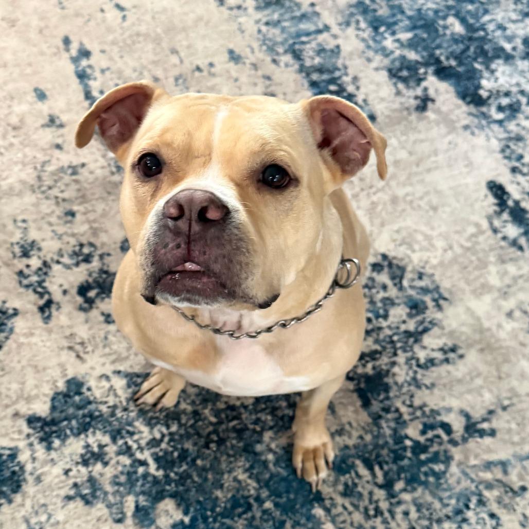 Enlarge Snuggles R, a Adoptable Pit Bull Terrier in Philadelphia, PA image 3/6