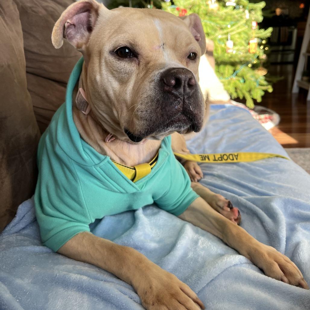 Enlarge Snuggles R, a Adoptable Pit Bull Terrier in Philadelphia, PA image 5/6