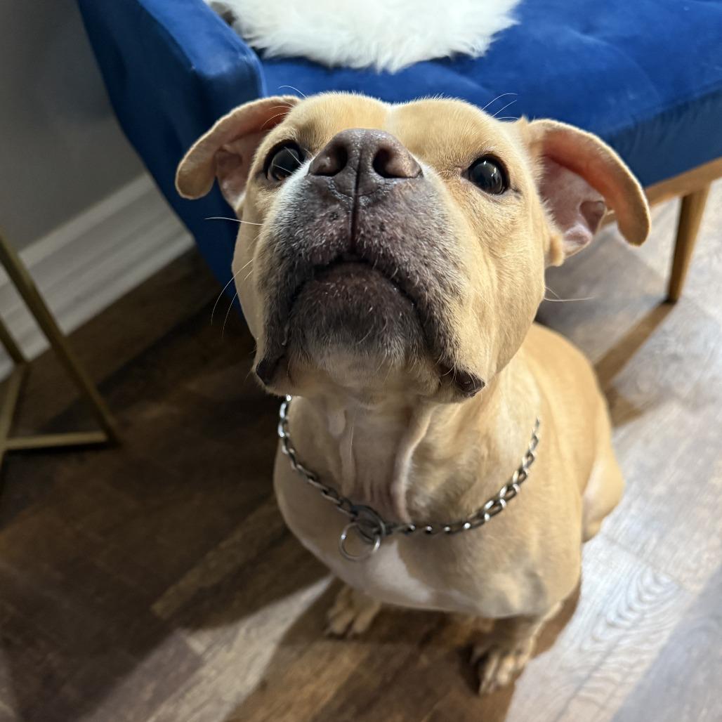 Enlarge Snuggles R, a Adoptable Pit Bull Terrier in Philadelphia, PA image 6/6