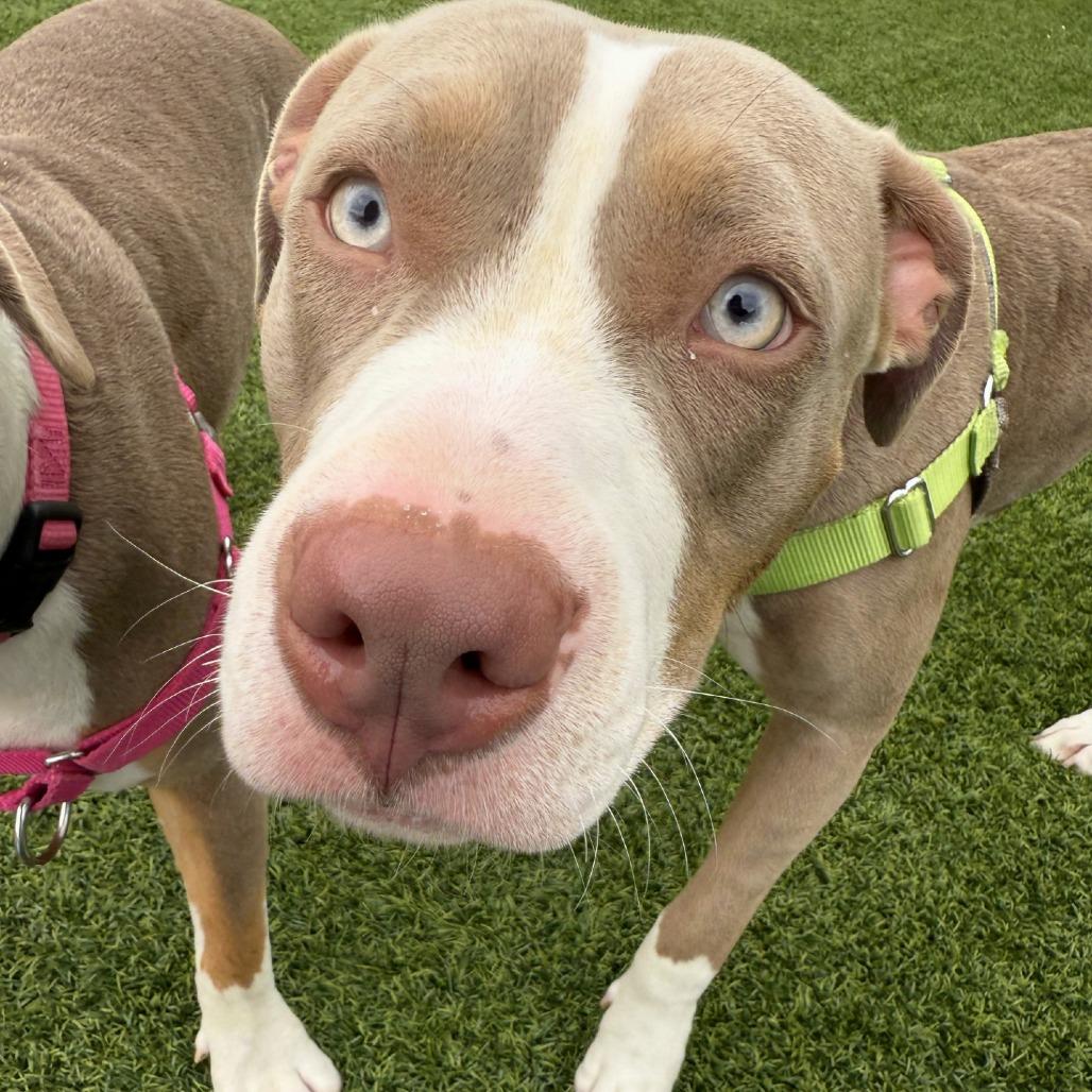 Mia, Adoptable, Young Female Mixed Breed.