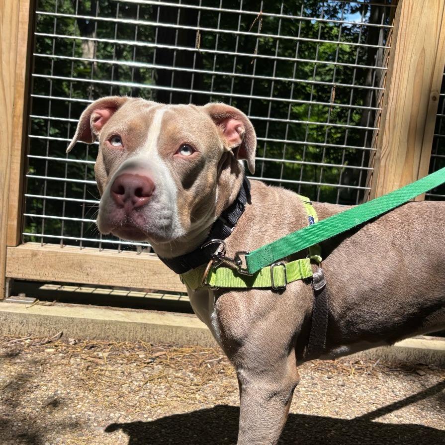 Enlarge Mia, a Adoptable Mixed Breed in Pittsburgh, PA image 2/6
