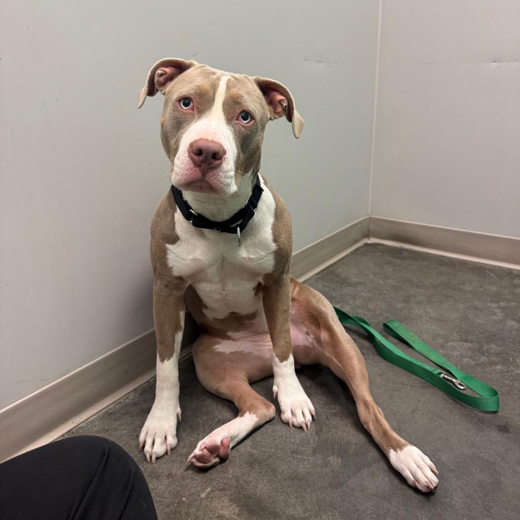 Enlarge Mia, a Adoptable Mixed Breed in Pittsburgh, PA image 3/6