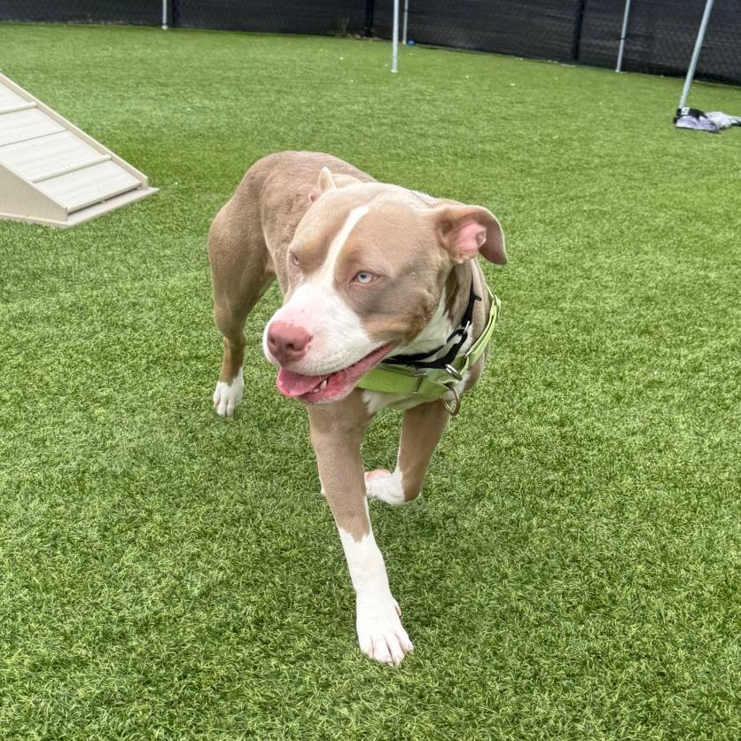 Enlarge Mia, a Adoptable Mixed Breed in Pittsburgh, PA image 4/6