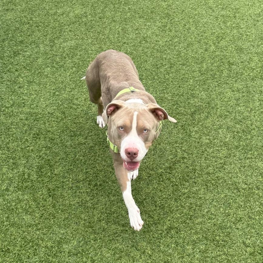 Enlarge Mia, a Adoptable Mixed Breed in Pittsburgh, PA image 5/6