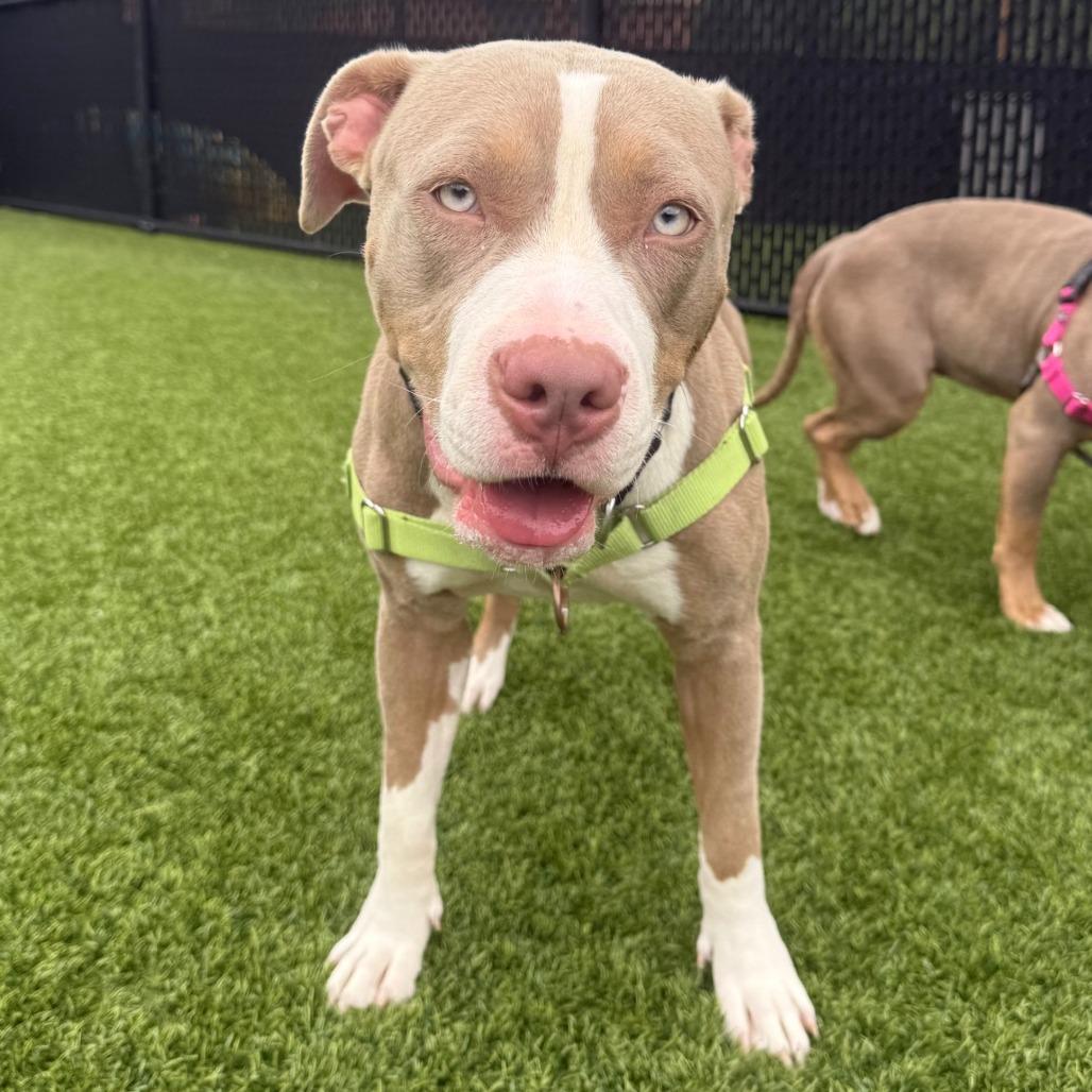 Enlarge Mia, a Adoptable Mixed Breed in Pittsburgh, PA image 6/6