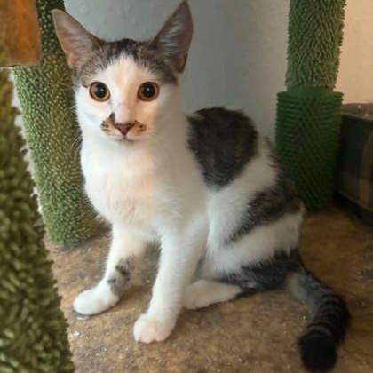 Hazel, ADOPTABLE, Kitten Female Domestic Short Hair.