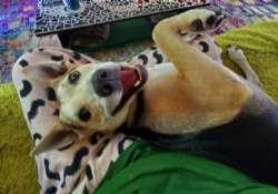 Enlarge Bagel, a Adoptable mixed breed in Sudbury, MA image 3/3
