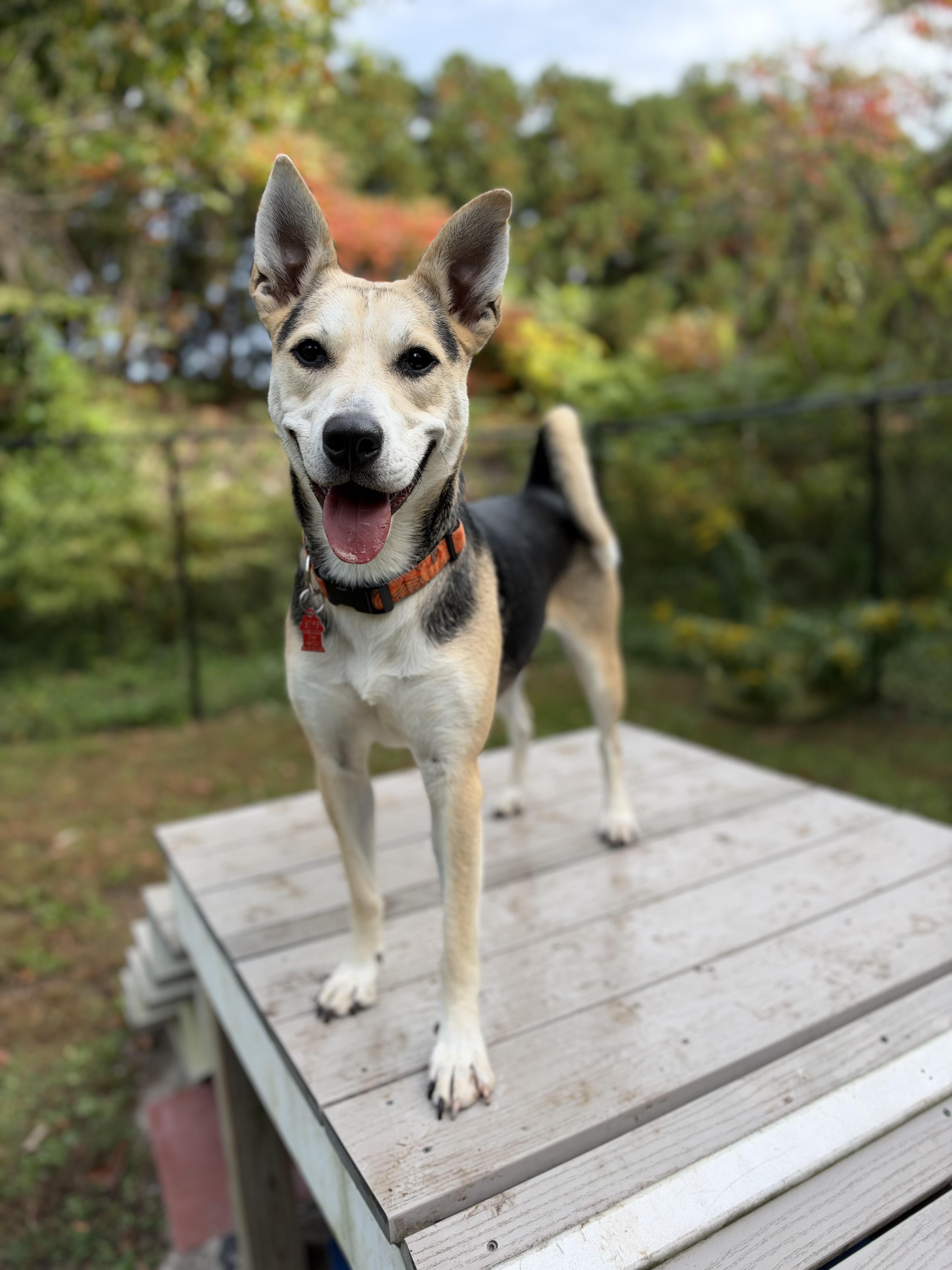 Enlarge Bagel, a Adoptable mixed breed in Sudbury, MA image 2/3