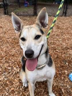 Enlarge Bagel, a Adoptable mixed breed in Sudbury, MA image 1/3