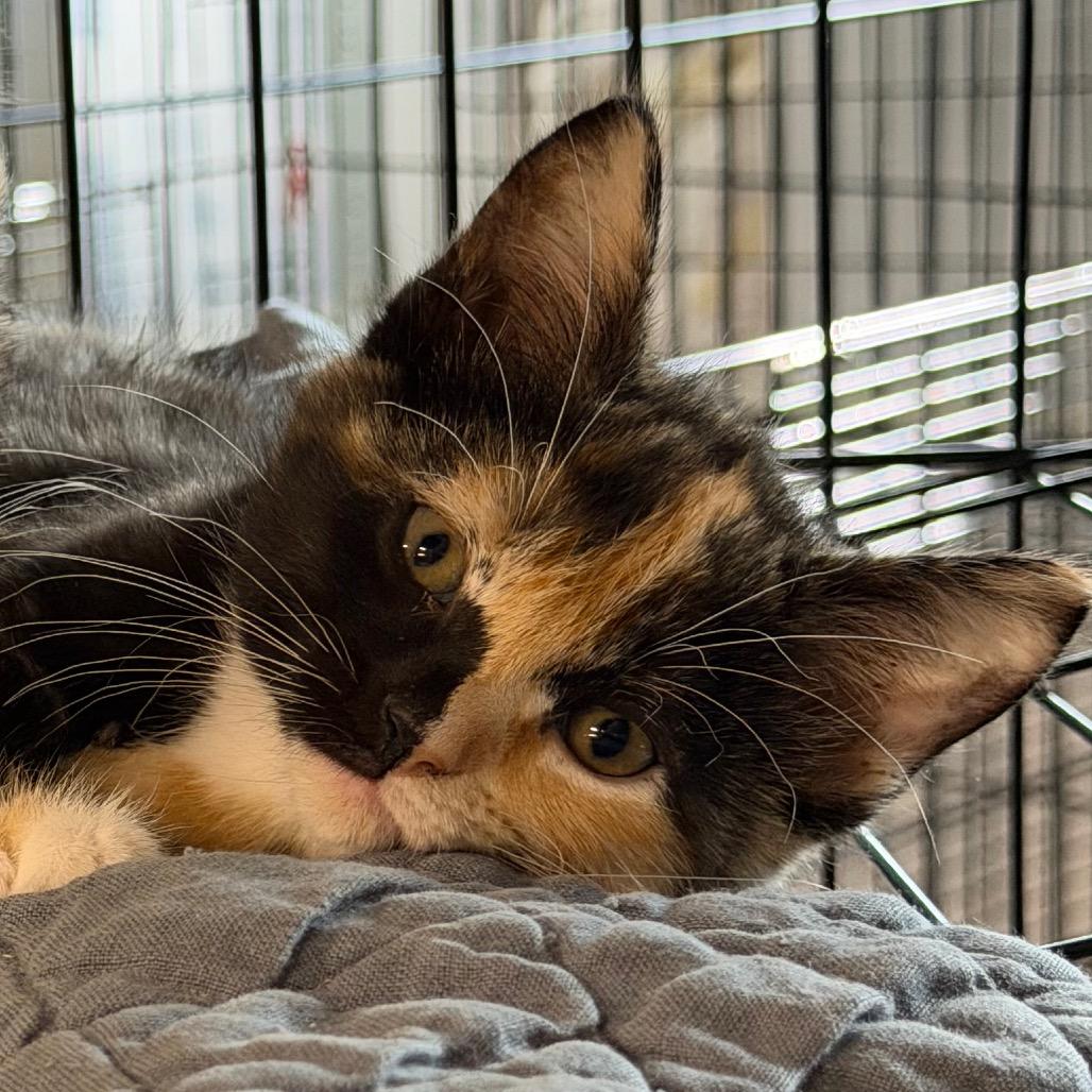 Caliope, Adoptable, Kitten Female Domestic Short Hair.
