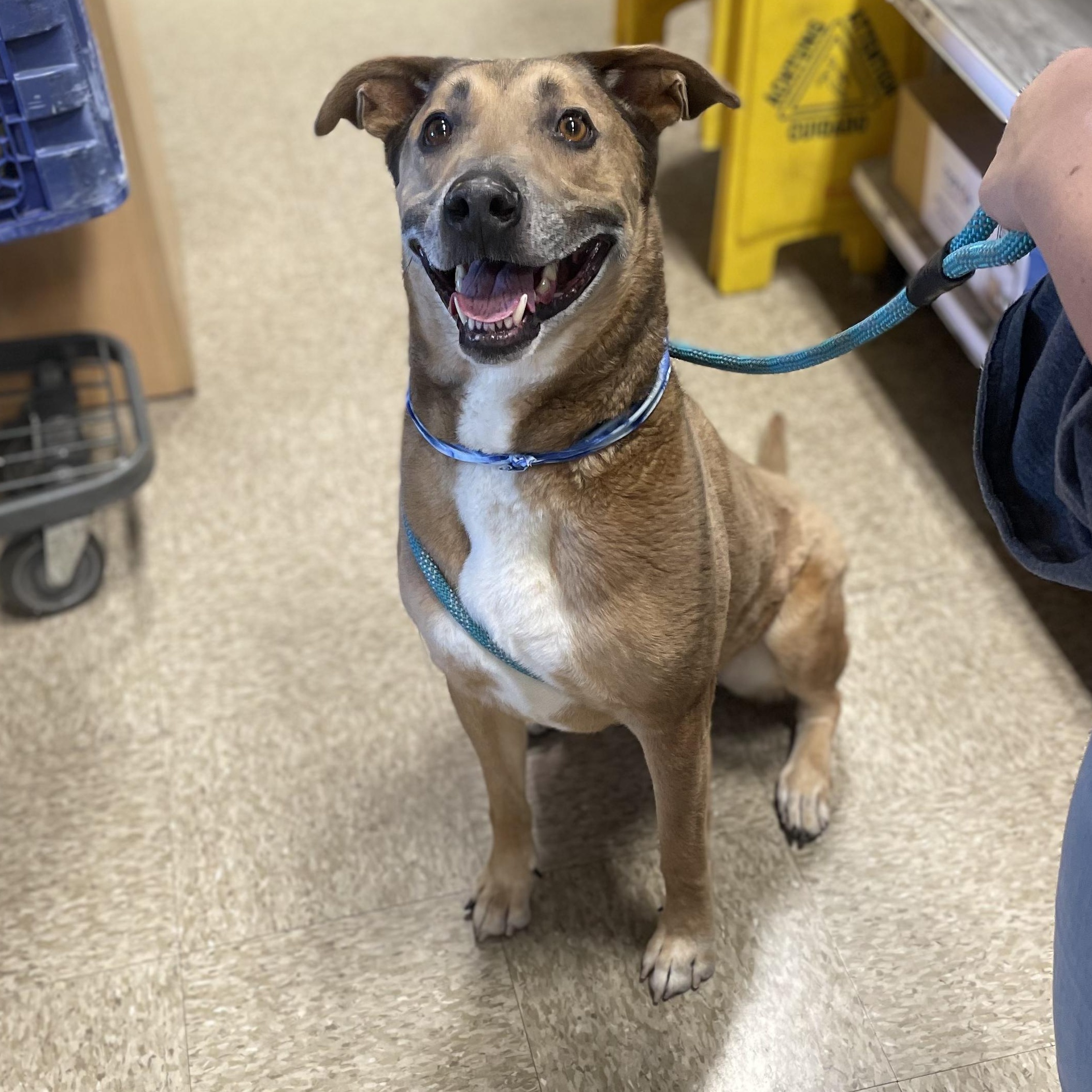 Harold, a Adoptable mixed breed in Chandler, AZ image 2/3