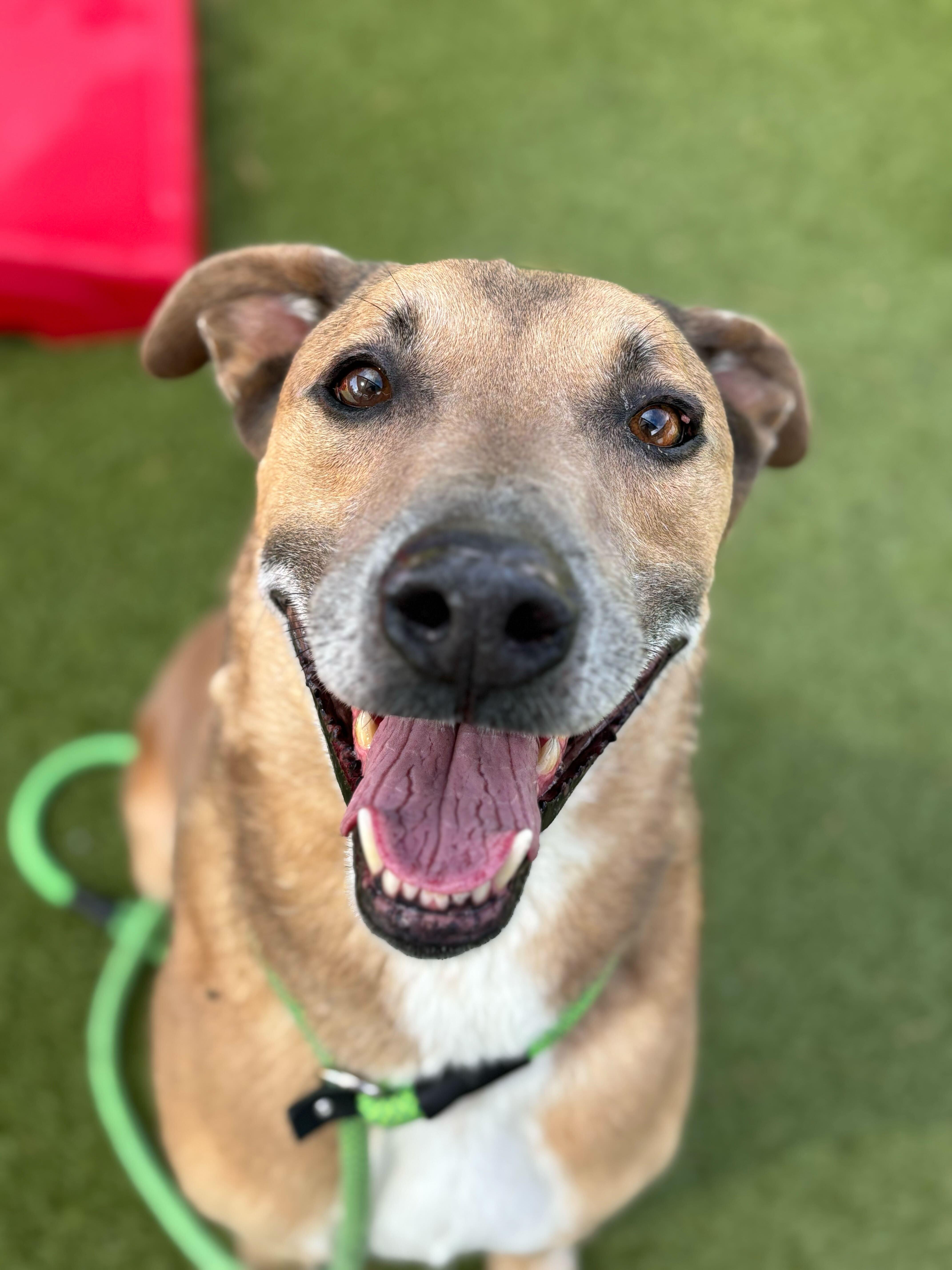 Harold, Adoptable, Adult Male Black Mouth Cur & German Shepherd Dog.